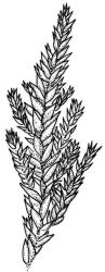 Camptochaete angustata. Branch detail. Drawn from A.J. Fife 8589, CHR 461007.
 Image: R.C. Wagstaff © New Zealand Institute for Bioeconomy Science 2026 CC-BY 3.0 NZ